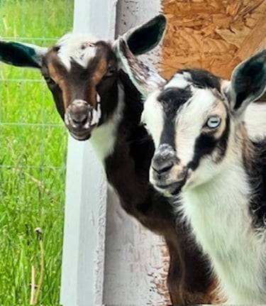 Kimber & Skyye Pure Goat Milk Soap logo