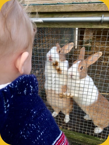 Naar de kinderboerderij