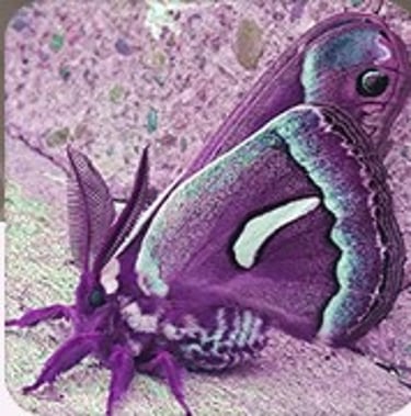 Moth Mother Studios logo