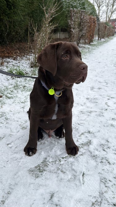 Promenade chien lille wattignies 