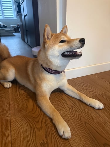 Garde chien wattignies