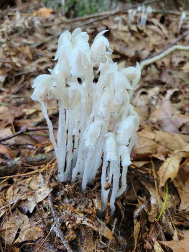 Indian Ghost Pipe Tincture logo