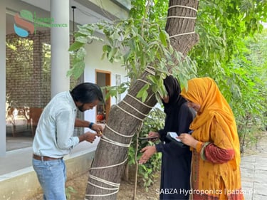 Tree count monitoring and management