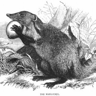 Mongoose Pet Services logo