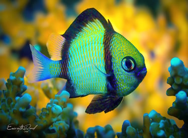 Reticulate Dascyllus - Damselfish nestled in vibrant coral, spotted during scuba diving with Gili Scuba Diving, Gili Trawanga
