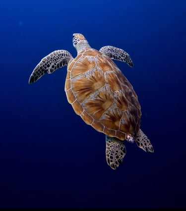 Sea turtle swimming freely in Gili Trawangan's clear blue waters.