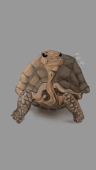 Tortoise sketch