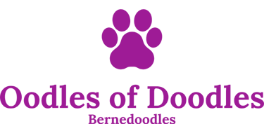 Oodles of Doodles Bernedoodles logo