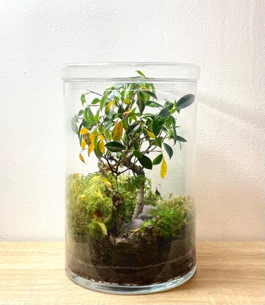 Terrarium avant le service entretien de Bocal terrarium