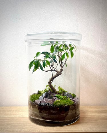 Terrarium après le service entretien de Bocal terrarium