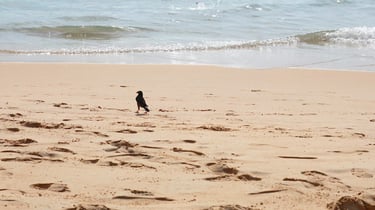 A small black bird walks across a sandy tropical beach with ocean waves in the background.
