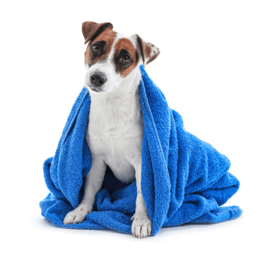 veterinario Espartinas a domicilio tkel