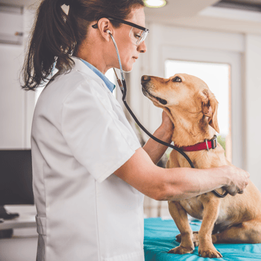 veterinario Espartinas a domicilio tkel