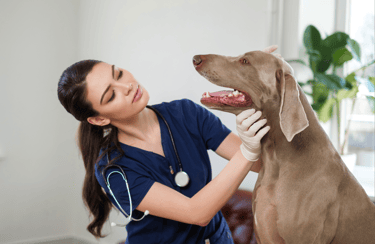  TKEL veterinario a domicilio  en Espartinas Sanlúcar umbrete olivares salteras valencina de la concepción tomares Gines Borm
