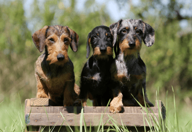  TKEL veterinario a domicilio  en Espartinas Sanlúcar umbrete olivares salteras valencina de la concepción tomares Gines Borm