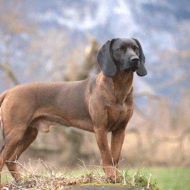 veterinario Espartinas a domicilio tkel