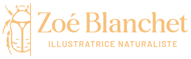 Zoé Blanchet - Graphiste et illustratrice naturaliste logo