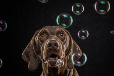 A chocolate German Shorthaired Pointer dog looks up at soap bubbles against a black background.