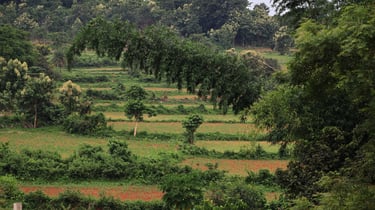 green field of corn terrace field