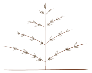 Benevolent Lash logo