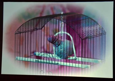 Pénis comme un oiseau en cage | Les Camps de l'Amor | David Noir | Photo Karine Lhémon