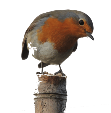 Festival BD Ô fil de l'eau  logo