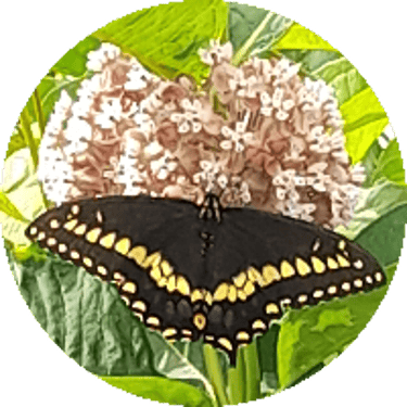 Queens NY Native Plants logo