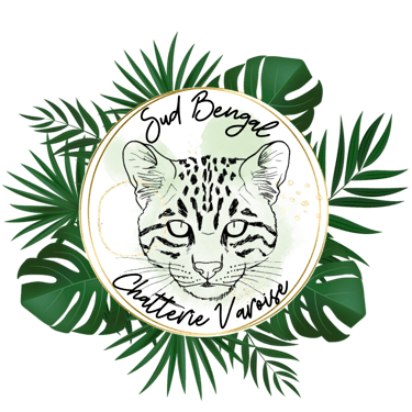 Elevage chat bengal du Sud de la France chatons à adopter logo