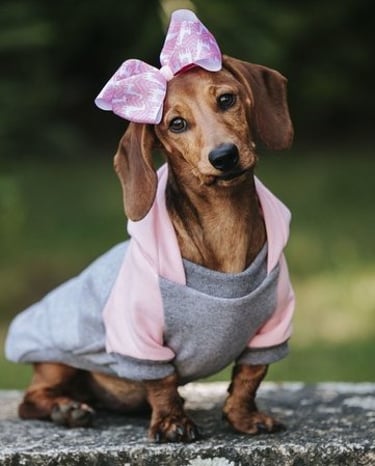 Perrita salchicha café con vestido gris con cuello rosado y lazo rosado