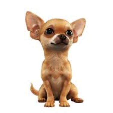 Chihuahuas for sale logo
