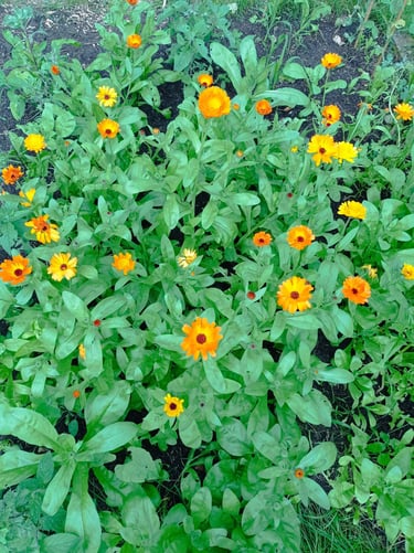 Orangefarbene Ringelblumen als Symbol für Aufblühen und Heilung bei Psychotherapie und Depression