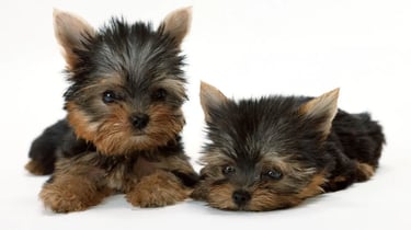 Jelani Yorkie Puppies logo