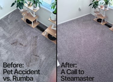 Before and after residential carpet cleaning after pet accident damage