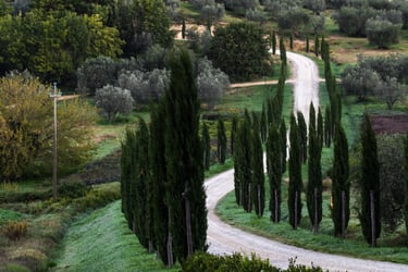 Road leading upto a house with cypress trees
