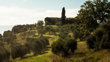 Wind blowing into some trees 