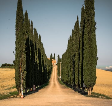 Driveway surrounded by cypress trees in Tuscany