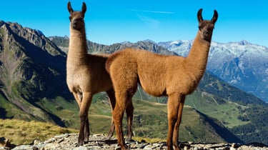 Jardim DermaCare logo