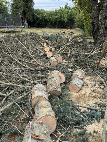 Felled backyard tree in Snohomish Lynnwood; trunk cut into firewood rounds; branches being removed.