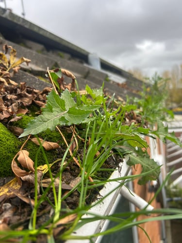 gutter full of weeds