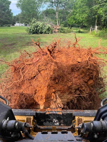 Tree Stump Removal