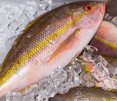 Fresh raw yellowtail snapper fish with pink and yellow scales on a bed of ice cubes.