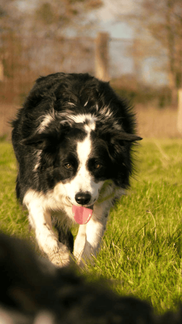 reportage photo, ferme pédagogique jolies campagnes, Sarthe