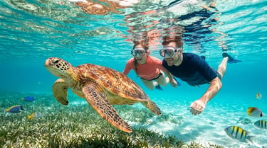 A couple snorkeling in clear blue tropical water next to a large sea turtle in Marsa Alam.