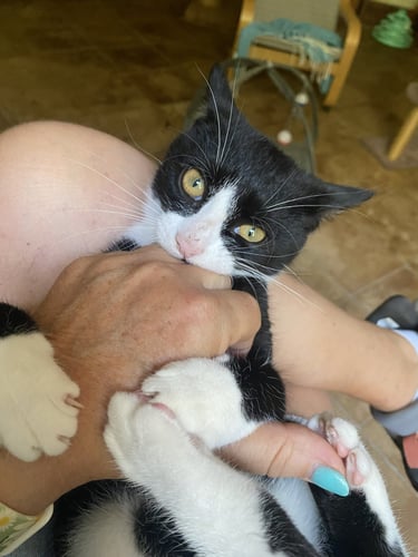 Chat en train de jouer avec une main à la pension Un Rêve de Chat