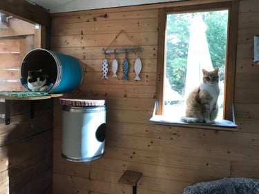 Chats dans une chambre de la pension Un Rêve de Chat