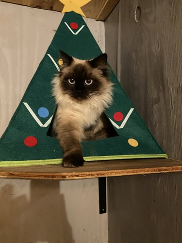 Chat en vacances pour Noël à la pension Un Rêve de Chat dans le Tarn