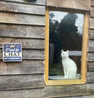 Chat observant depuis la fenêtre de sa chambre dans la pension Un Rêve de Chat