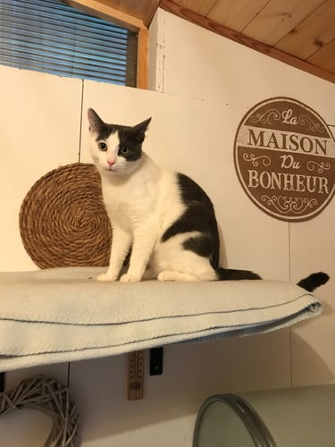 Chat en séjour à la pension Un Rêve de Chat dans le Tarn