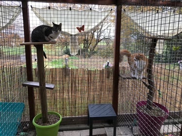 Chats dans les jardins de la pension Un Rêve de Chat