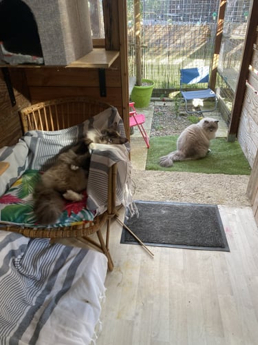 Chats de la même famille dans une chambre de la pension Un Rêve de Chat
